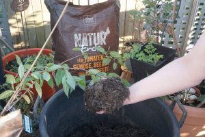 Patzer Bio Substrat im Permakultur Mischkultur Balkongarten.