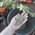 Für eine gute Drainage den Bims von Patzer Erden.