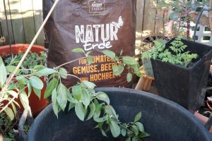 Kiwibeere und Süßdolde im Balkongarten.