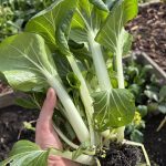 Pak Choi Ernte aus dem Hochbeet für ein Wok Gericht.