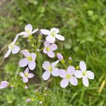 Wiesenschaumkraut Blüten