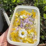 Wildkräuter Picknick kann beginnen.