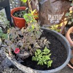 Pflanzung von Kiwibeere und Süßdolde