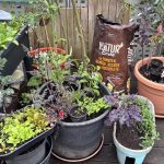 Edimentals im Balkon Gemüse Garten wie Süßdolde, Kiwibeere und Wiesenkerbel