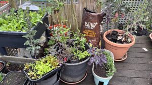 Edimentals im Balkon Gemüse Garten wie Süßdolde, Kiwibeere und Wiesenkerbel