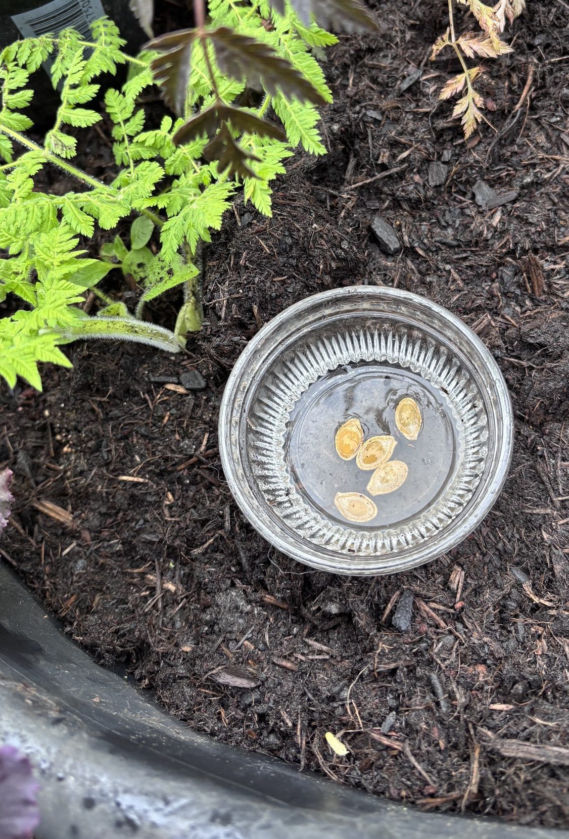 Zucchini Samen bereit für die Aussaat.