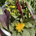 Wildkräuter und Asia Salat Senfkohl Ernte im Balkongarten.