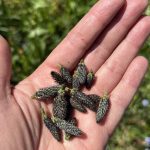 frissch gepflückte Spitzwegerich Knospen, welche nach Pilzen schmecken.