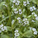 Blühender Feldsalat im April neben dem Hochbeet.