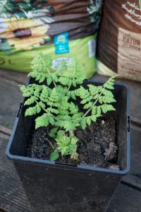 Süßdolde im Balkongarten.