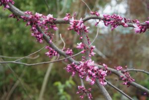 Blüten den Judasbaum im Frühjahr