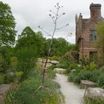 Riesenfenchel im Delos von Sissinghurst Castle