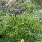 Lupinen im Weißen Garten