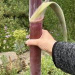 Stammumfang des Riesenfenchel 7 cm