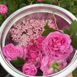 Rosenblüten Ernte der Duftrose Louise Odier