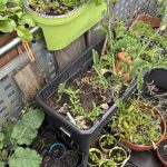 Salat und Kräuter Anzucht im Balkon Gemüse Garten
