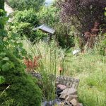 Bachlauf im Sommer