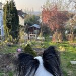 Wir genießen die Aussicht von unserer neuen Relaxnliege im Garten.