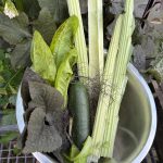 eigene Ernte mit Cardy