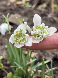 Gefüllte Schneeglöckchen Blüten im Februar