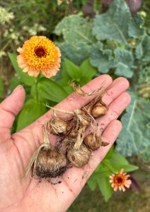selbst vermehrte Krokus Zwiebeln im Garten