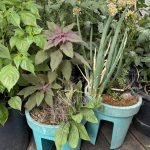 noch junger Amaranth im Balkongarten Kübel