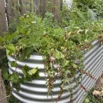 Erdbeerspinat im Hochbeet zwischen den Karotten.