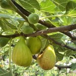 2 Generation an Feigen im Baum im Juli