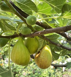 2 Generation an Feigen im Baum im Juli