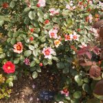 For your eyes only in 2017 Walled Garden Holkam Hall