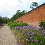 Aussenmauer mit blühendem Schnittlauch