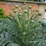 Artischocken an der Mauer, , Walled Garden Holkam Hall, Norfolk