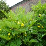 Baum Pfingstrose in Gelb, Paeonia ludlowii
