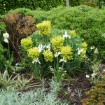 Wolfsmilch in Ornamental Walled Garden