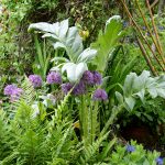 Cardy und Allium im Mai