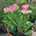 Blühende Tulpen im Pflanztopf