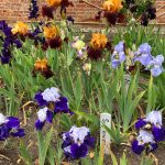 Lilien im Mauerbeet, Walled Garden Holkam Hall