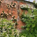 blühende Ramblerosen an der Mauer, Walled Garden Holkam Hall