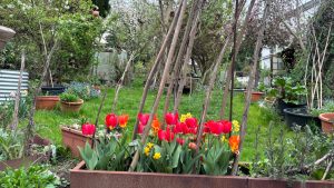 Tulpen im Cortenstahlbeet im April.