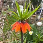 Kleine Kaiserkrone im Frühjahr