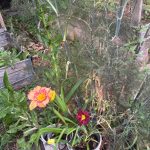 Bronzefenchel und Taglilien Edimental im Waldbeet