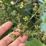 Dies Samen des grünen Stangensellerie im Balkongarten sind reif.
