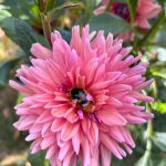 Hummel in lachsfarbener Dahlienblüte