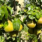 Birnen am Birnbaum am Spalierobstbaum
