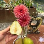 Birnenernte im Garten