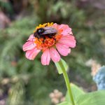 Biene auf Blüte einer Zinnie