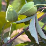 Knospe einer Passionsfrucht Blüte im Cortenstahl Beet
