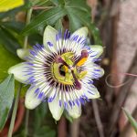 Passionsfrucht Blüte im Cortenstahl Beet