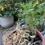 Vertrocknerter Pflanztopf im Vorgarten