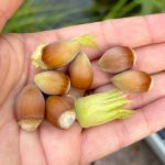 Geerntete Haselnüsse aus dem Garten.